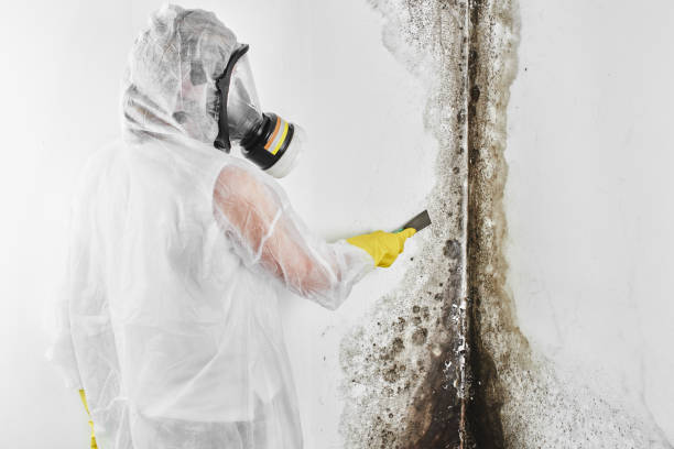 Best Local Mold Removal Service  in Canadian, TX