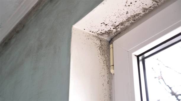 Best Best Mold Removal Companies  in Canadian, TX