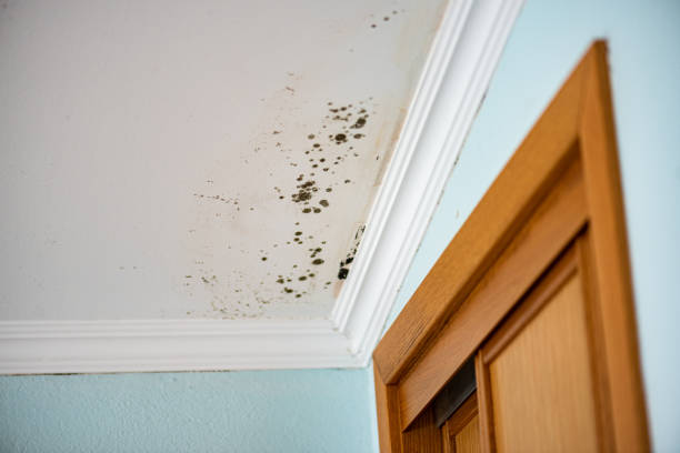 Best Affordable Mold Removal  in Canadian, TX
