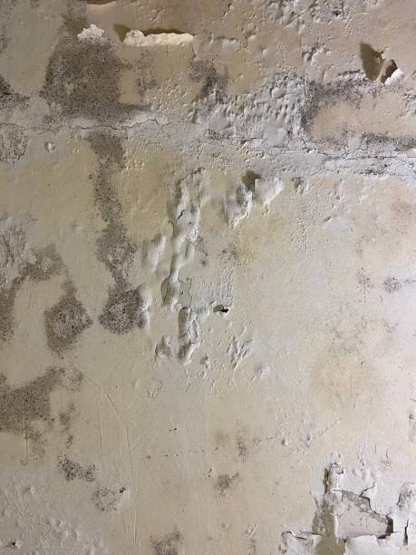 Best Professional Mold Removal  in Canadian, TX