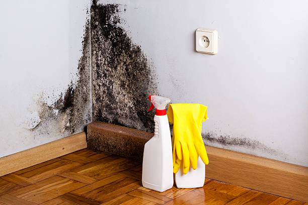 Best Office Mold Removal Services  in Canadian, TX