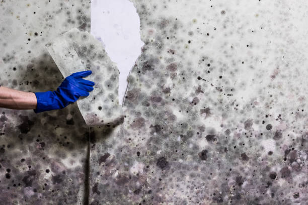 Best Water Damage Restoration  in Canadian, TX