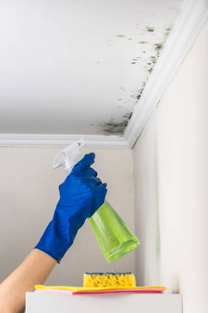 Best Professional Mold Removal  in Canadian, TX