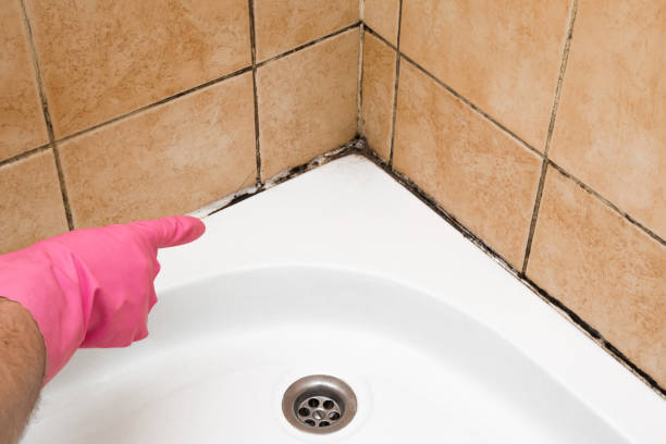 Best Commercial Mold Removal  in Canadian, TX
