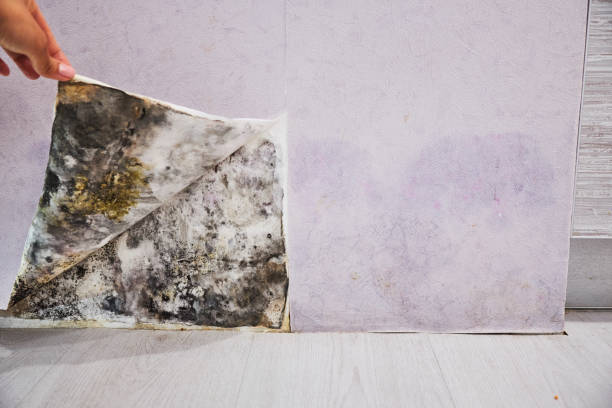 Best Same-Day Mold Removal  in Canadian, TX